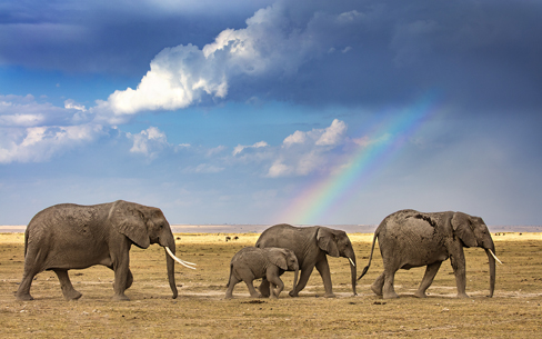 ケニア　アンボセリ国立公園　アフリカゾウ