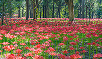 千葉県　村上緑地公園の彼岸花