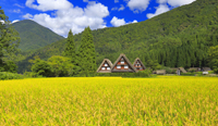 岐阜県　イネの実る白川郷