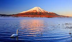 山梨県　朝日に照らされる富士山と雲海　紅富士