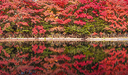 長野県　紅葉と雲場池
