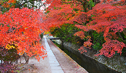 京都府　紅葉の哲学の道と琵琶湖疏水