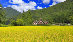 岐阜県　イネの実る白川郷