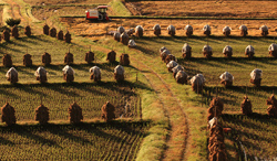 山形県　椹平の棚田