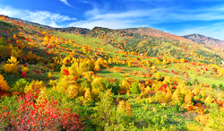 岩手県　アスピーテラインから望む八幡平の紅葉