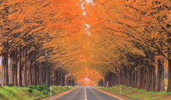 滋賀県　紅葉のメタセコイア並木