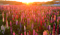 愛知県　夕刻のルピナスの花畑