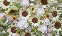 ヒマワリとシャクヤクの花コラージュ