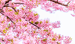 静岡県　河津桜とメジロ