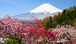 山梨県 花桃と富士山