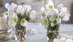 フラワーアレンジメント クリスマスローズ