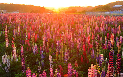 壁紙ダウンロード My Cloud 富士通パソコン