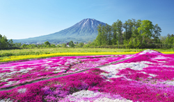 北海道　羊蹄山と芝桜