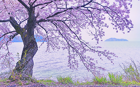 滋賀県　高島市 海津大崎の桜