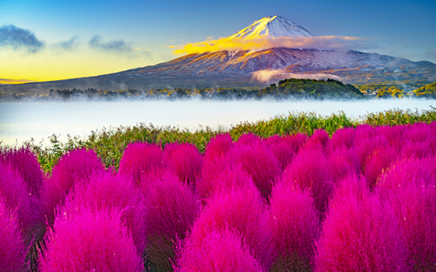 【山梨県】河口湖　コキアの花と富士山