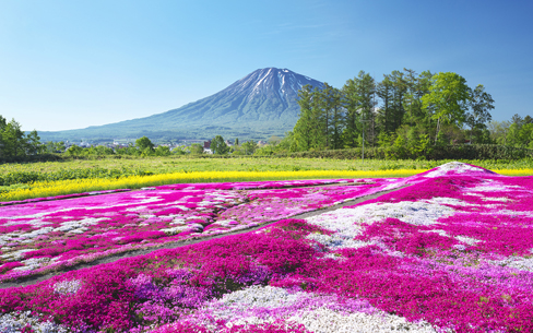 【北海道】羊蹄山と芝桜