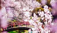 長野県　荒神山公園の桜