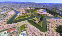 五稜郭公園の桜と青空 北海道