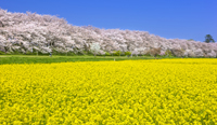 埼玉県　権現堂桜堤の桜
