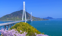 愛媛県　桜と多々羅大橋