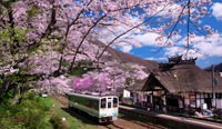 福島県　桜の湯野上温泉駅