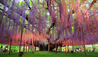 栃木県　ライトアップされた藤の花