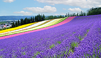 北海道　ラベンダー畑