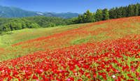 埼玉県　ポピー咲く丘