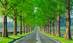 滋賀県　新緑のメタセコイヤ並木