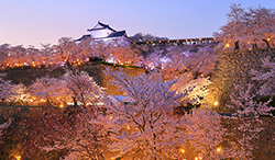 岡山県 津山城 ライトアップされた桜と備中櫓