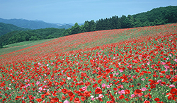 埼玉県　秩父高原牧場　ポピー咲く丘