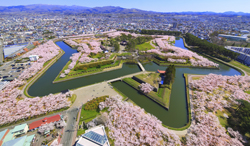 北海道 五稜郭公園の桜と青空