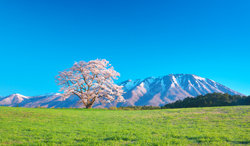 岩手県　小岩井農場の一本桜と岩手山