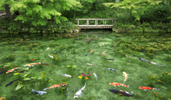 岐阜県　モネの池