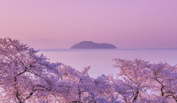 滋賀県　海津大崎の桜と朝焼け