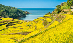 佐賀県　浜野浦の棚田