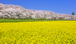 埼玉県　権現堂桜堤の桜
