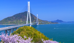 愛媛県　桜と多々羅大橋