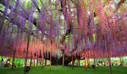 栃木県　ライトアップされた藤の花