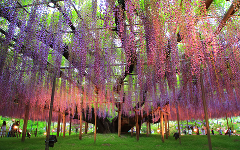 栃木県　ライトアップされた藤の花