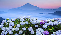 静岡県 アジサイと雲海富士