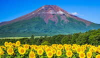 山梨県　花の都公園　ヒマワリと富士山