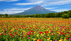 山梨県　夏の富士山と花の都公園の百日草