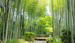 静岡県 修善寺温泉の竹林の小径