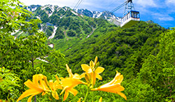 富山県 立山ロープウェイとニッコウキスゲ