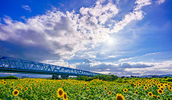 富山県 ひまわり畑