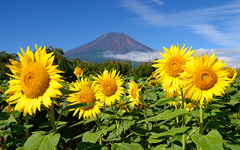 山梨県　ヒマワリ畑と夏の富士山