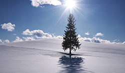 北海道　美瑛町　クリスマスツリーの木